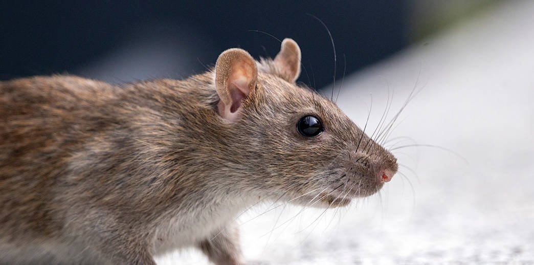 Las ratas y su impacto en la salud: ¿Por qué es vital eliminarlas de inmediato?