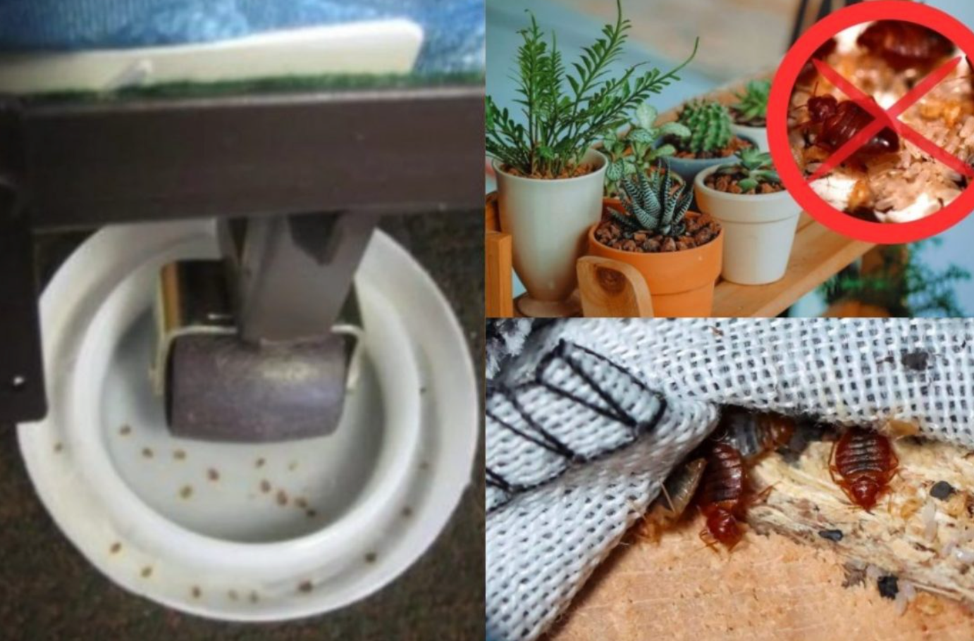 Cómo evitar la presencia de chinches en casa si vives en Rivas-Vaciamadrid