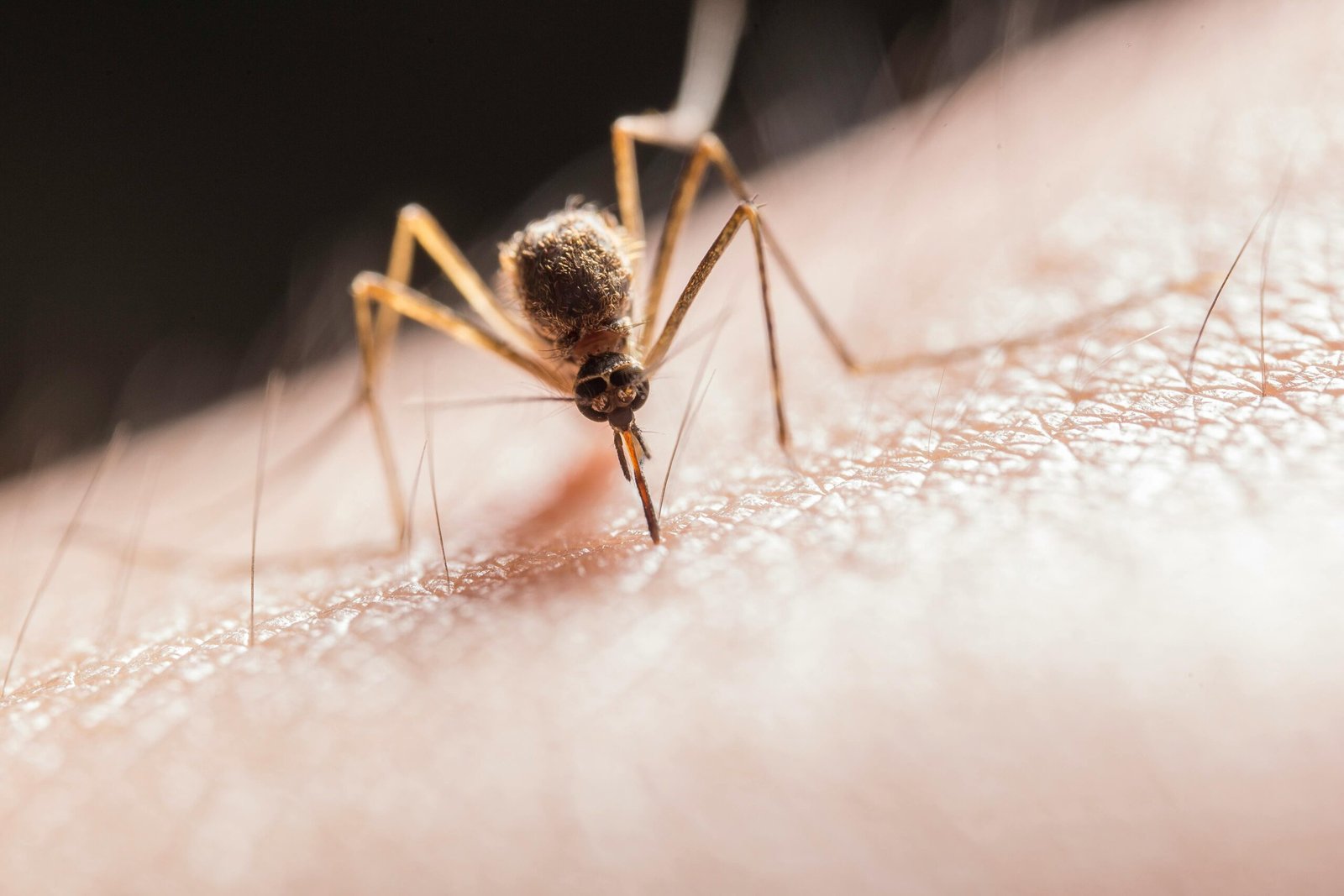 Mosquitos en San Sebastián de los Reyes: por qué han aumentado este verano y cómo proteger tu hogar