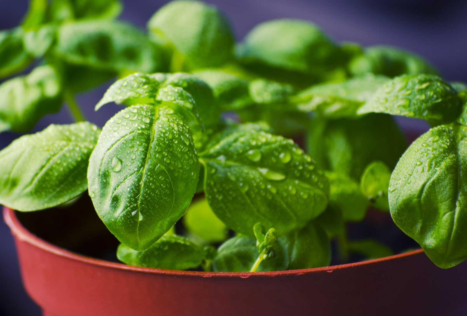 Plantas antiplagas en Sanse: ¿mito o realidad?