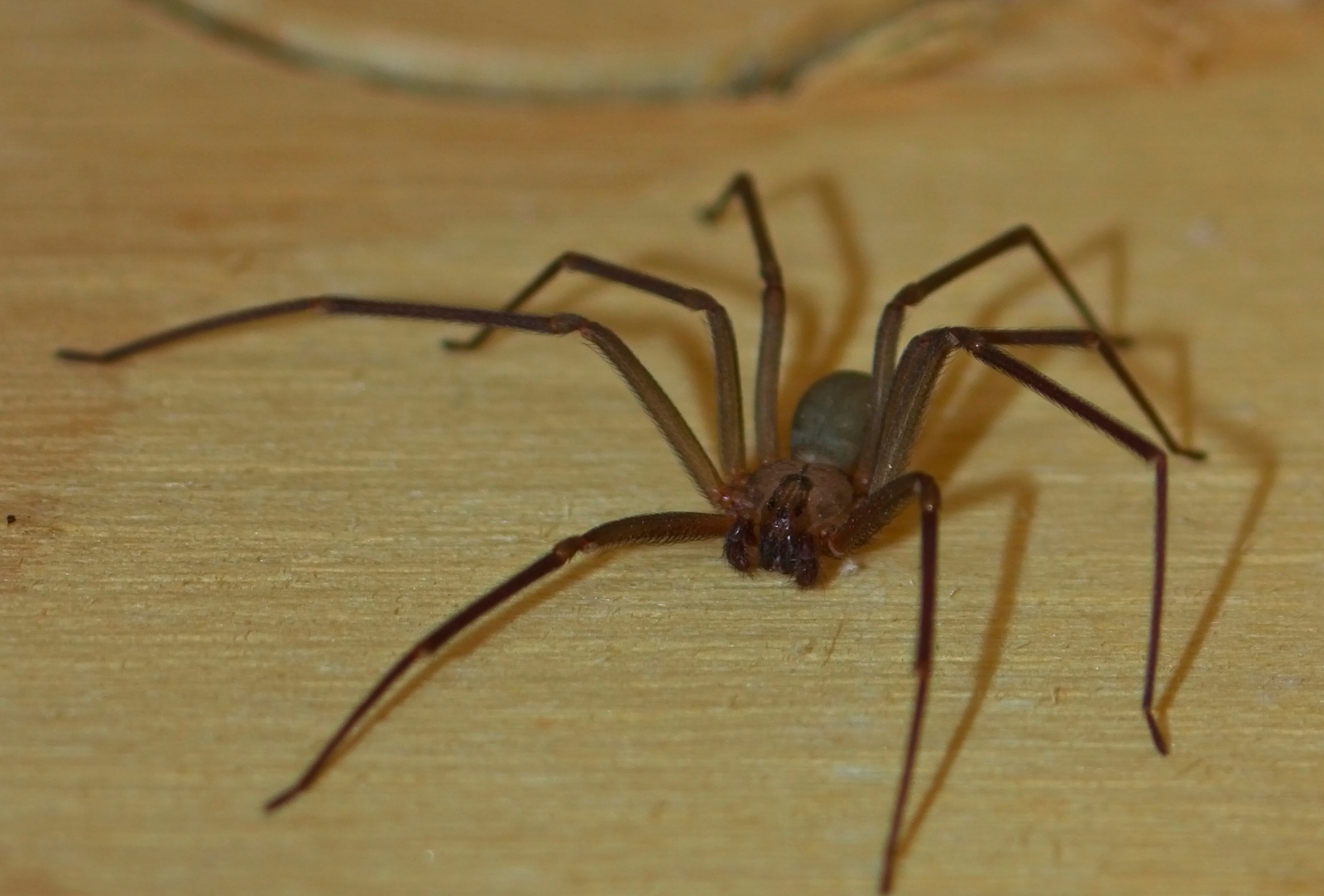 ¿Araña violinista en San Sebastián de los Reyes? Esto es lo que debes saber