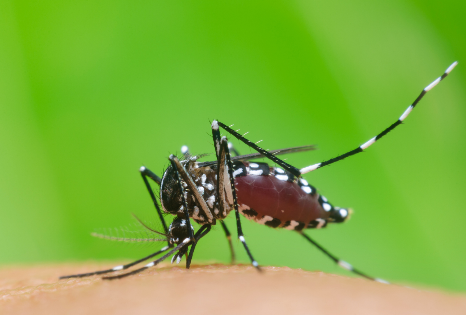 Mosquito tigre en San Sebastián de los Reyes: amenaza en eventos y actividades al aire libre